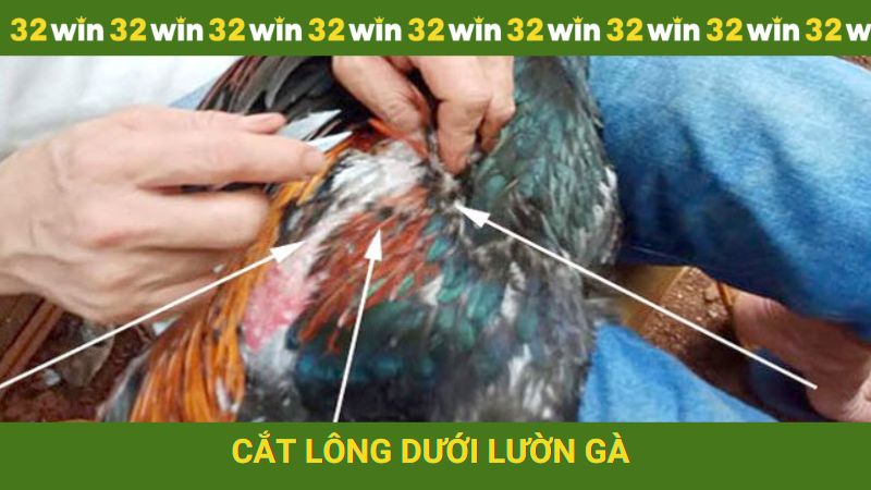 Cắt lông dưới lườn gà