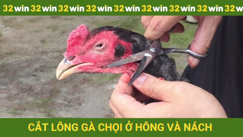 Cắt lông gà chọi cho phần hông và nách