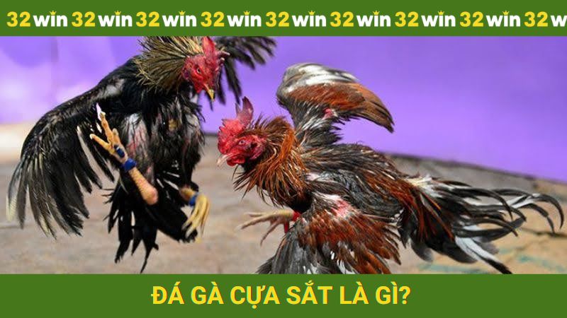Đá gà cựa sắt là gì?