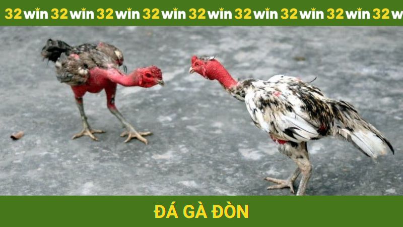 Các trận đá gà đòn