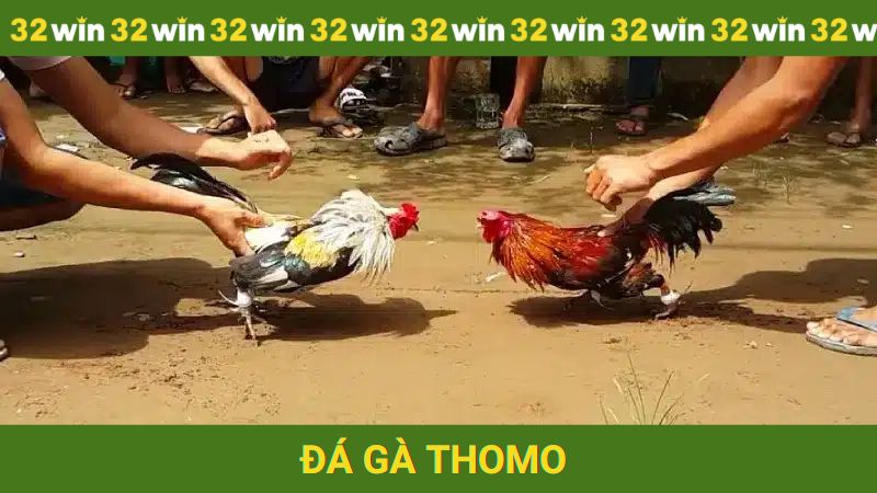 Đá gà Thomo