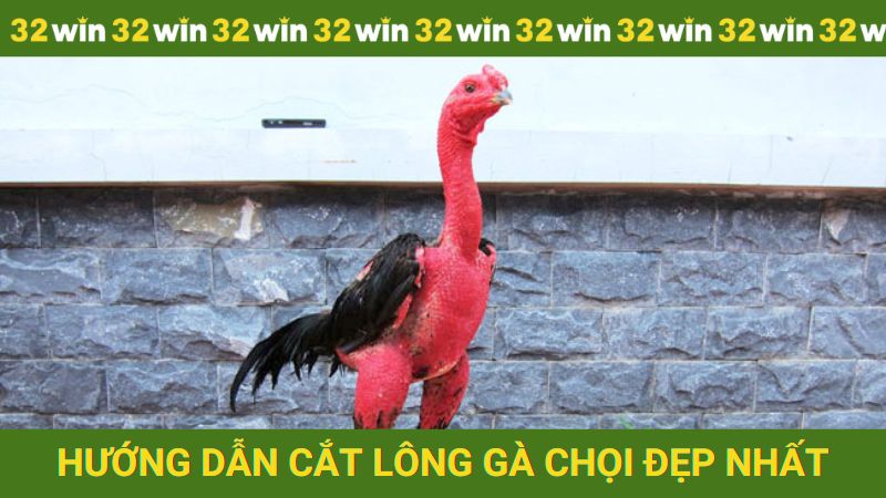 Hướng dẫn cách cắt lông gà chọi đẹp nhất từ A - Z