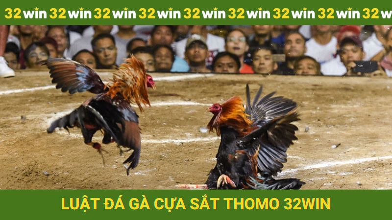 Quy tắc đá gà cựa sắt thomo tại nhà cái 32win