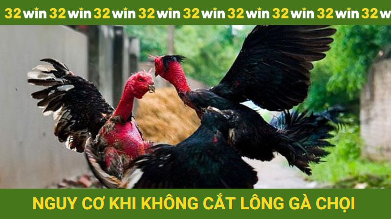 Rất nhiều nguy cơ khi không thực hiện cắt lông gà chọi