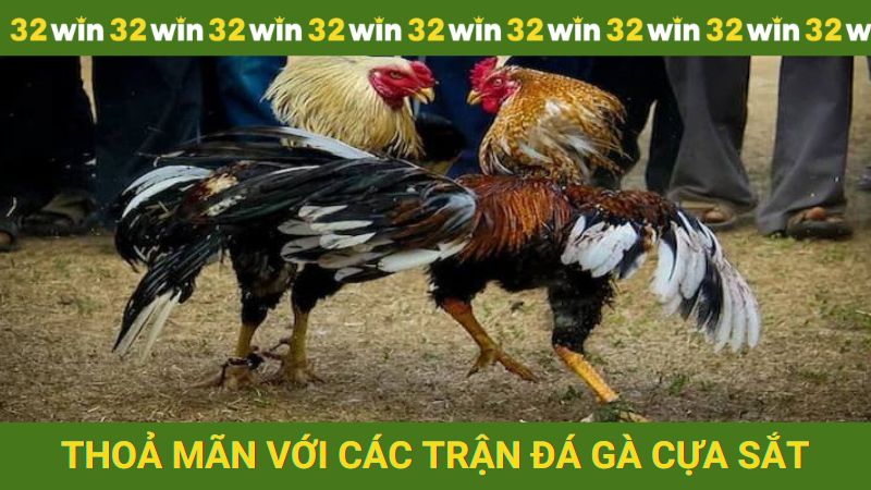 Thoả mãn với các trận đá gà cựa sắt tại nhà cái 32win