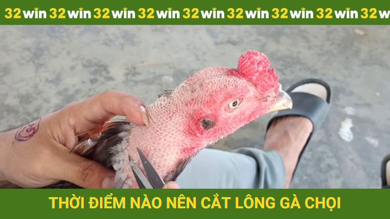 Thời điểm nên thực hiện cắt lông gà chọi đẹp