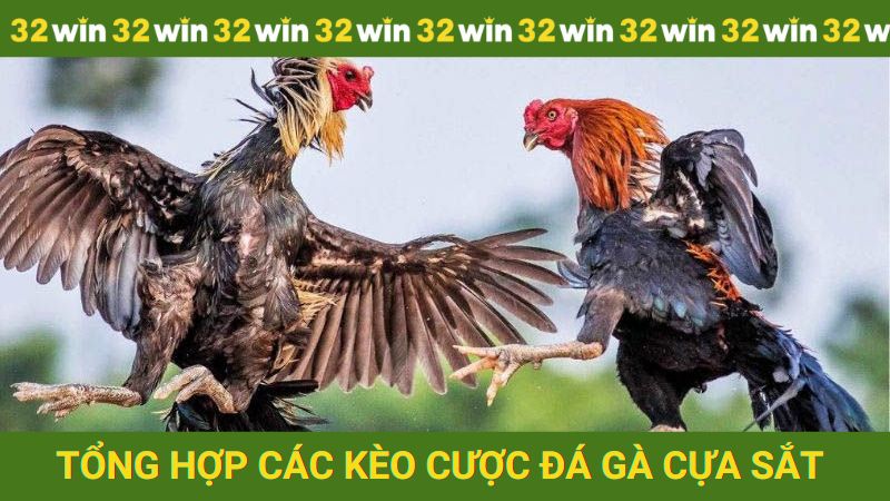 Tổng hợp các kèo cược đá gà cựa sắt ăn khách nhất