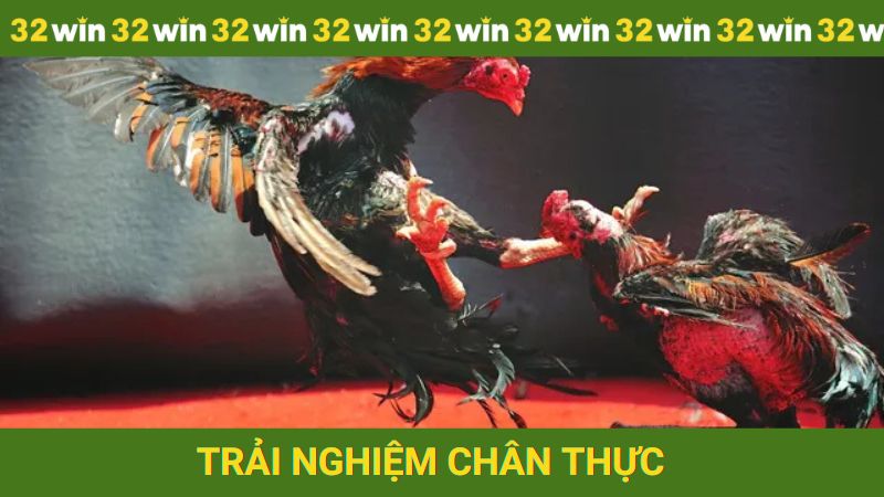 Trải nghiệm giao diện trường gà siêu chân thực